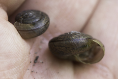 Helminthoglypta contracostae