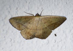 Prochoerodes olivata