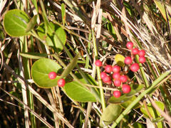 Gymnosporia markwardii