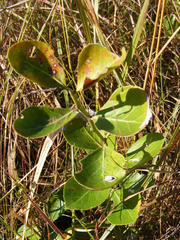 Gymnosporia markwardii