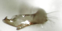 Micromimetus