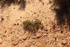 Agathosma giftbergensis