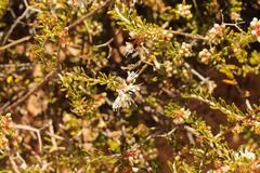 Agathosma giftbergensis