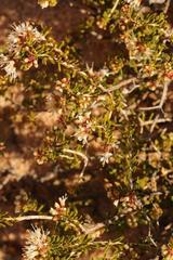 Agathosma giftbergensis