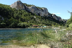 Schoenoplectus litoralis