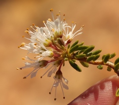 Agathosma giftbergensis