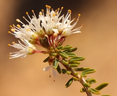 Agathosma giftbergensis