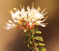 Agathosma giftbergensis