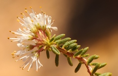 Agathosma giftbergensis