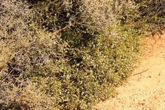 Macrostylis squarrosa