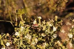 Macrostylis squarrosa