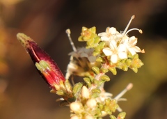 Macrostylis squarrosa