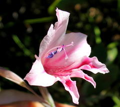 Gladiolus nigromontanus