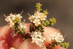 Macrostylis squarrosa