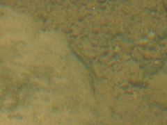 Stiphodon