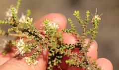 Macrostylis squarrosa