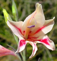 Gladiolus nigromontanus