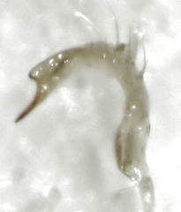 Micromimetus