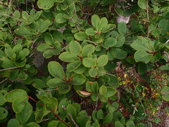 Berberis amurensis