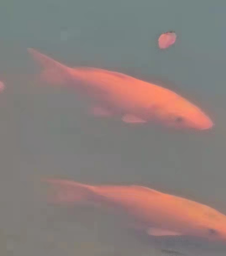 Goldfish