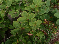 Berberis amurensis