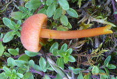 Hygrocybe calciphila