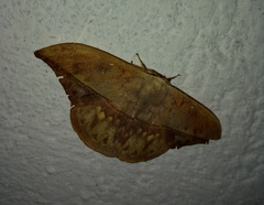 Oxytenis modestia