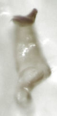 Micromimetus