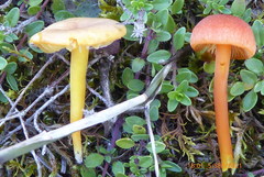 Hygrocybe calciphila