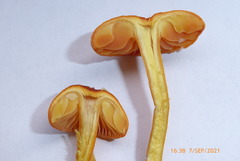 Hygrocybe calciphila