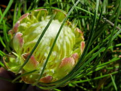 Protea montana
