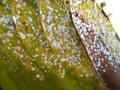 Encephalartos transvenosus
