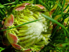 Protea montana