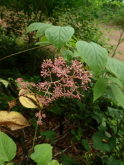 Aralia continentalis