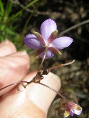 Heliophila subulata