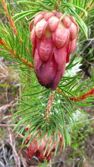 Protea nana