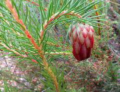 Protea nana