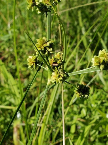 Image of Cyperus pseudovegetus by (c) Tom Field, some rights reserved (CC BY)