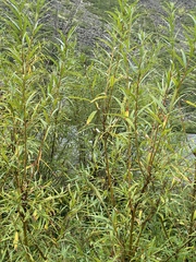 Salix schwerinii