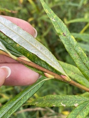 Salix schwerinii