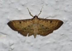Herpetogramma fluctuosalis