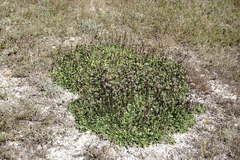 Globularia trichosantha