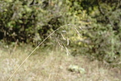 Bromus cappadocicus