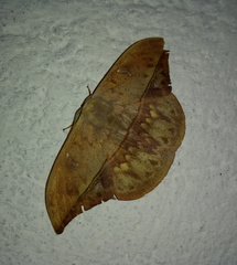 Oxytenis modestia
