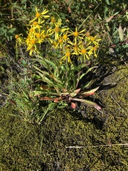 Senecio lugens