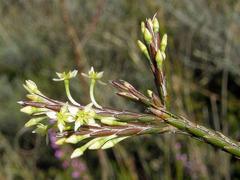 Struthiola dodecandra