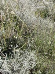 Struthiola dodecandra