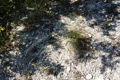 Achnatherum bromoides