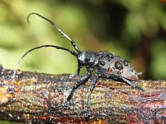 Pycnopsis brachyptera brachyptera