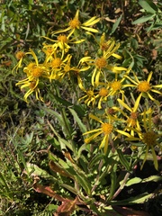 Senecio lugens
